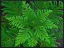 Norfolk Island Pine
